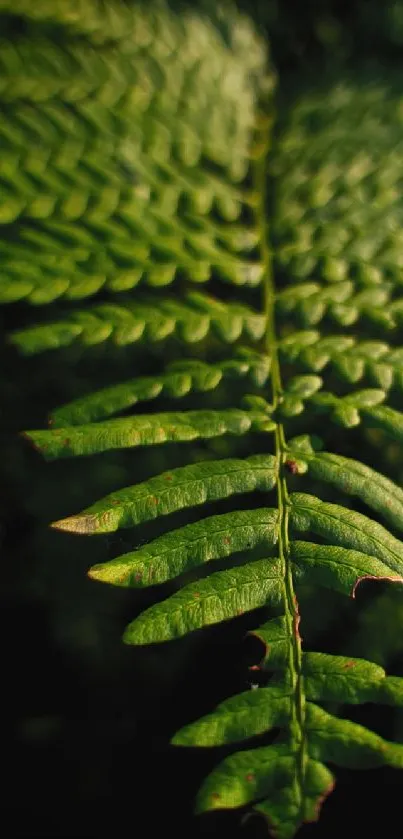 Close-up image of a vibrant green fern leaf with intricate details.