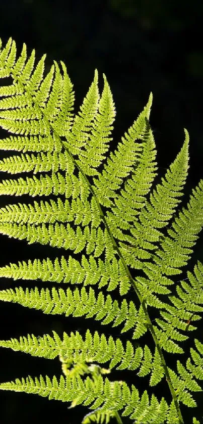 Close up of vibrant green fern leaves on a dark background.