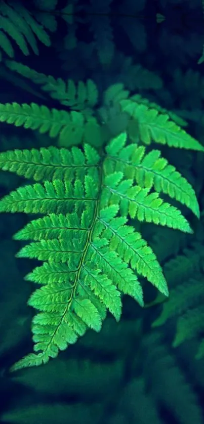 Vibrant green fern leaves against dark background, perfect for nature scenery wallpaper.