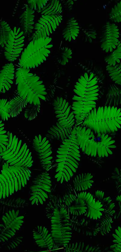 Vibrant green fern leaves on dark backdrop wallpaper.