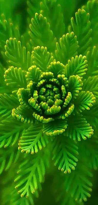 Close-up of vibrant green fern leaves in a symmetrical pattern.