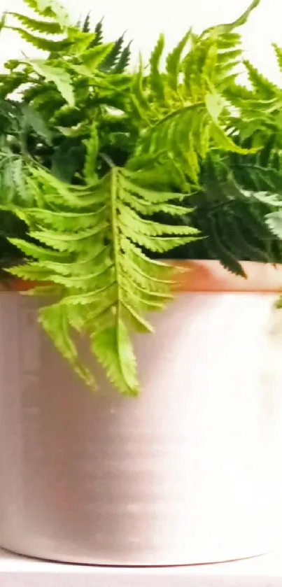 Vibrant green fern plant in white pot.