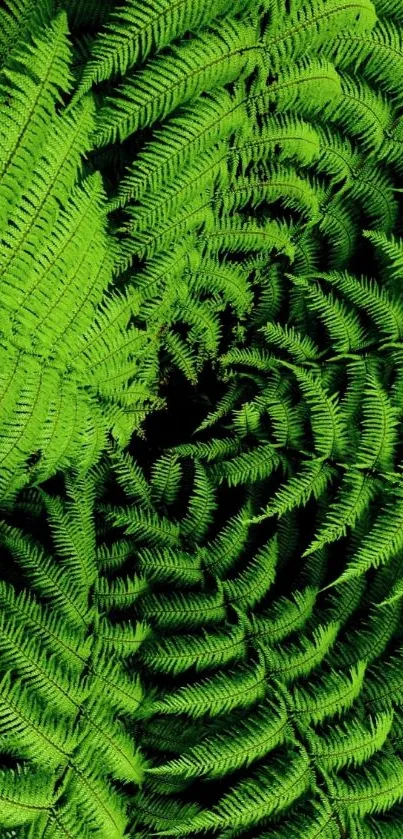 Vibrant green fern pattern wallpaper.