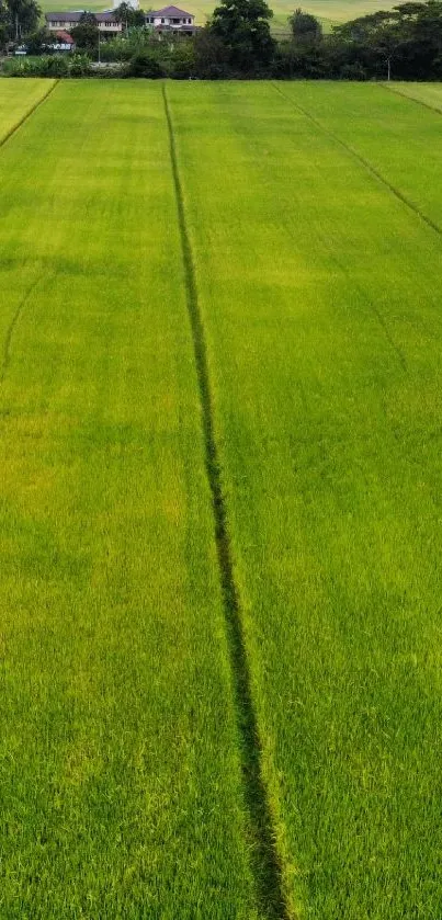 Beautiful green field stretching to the horizon under clear sky.