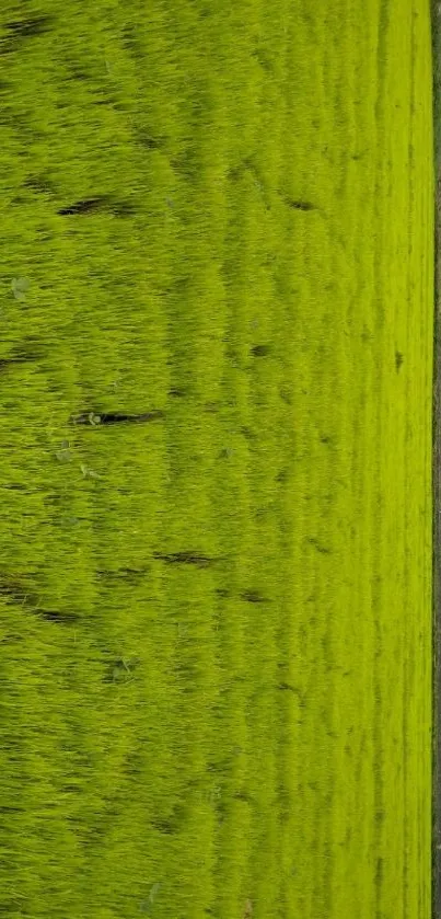 Vibrant green field under a clear sky.