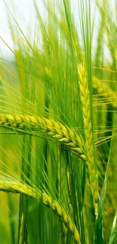 Close-up of green wheat in a lush field.