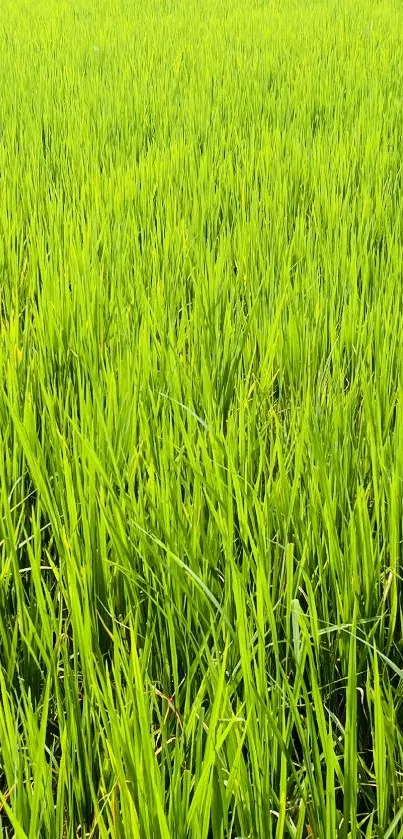 Vibrant green field wallpaper for mobile background.