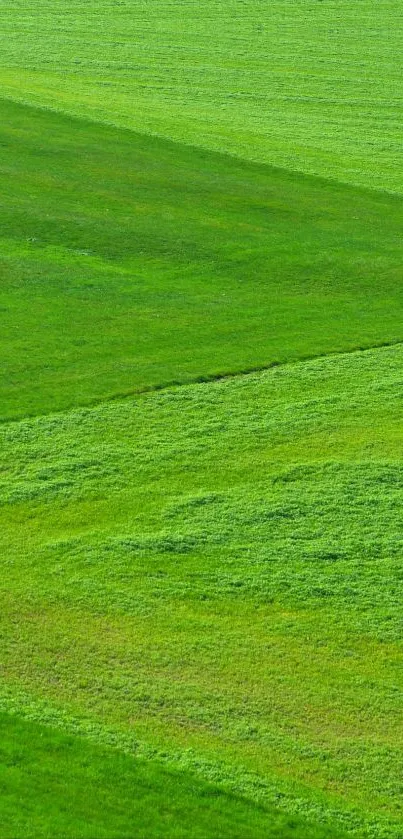 Mobile wallpaper featuring vibrant green fields in a serene and natural setting.