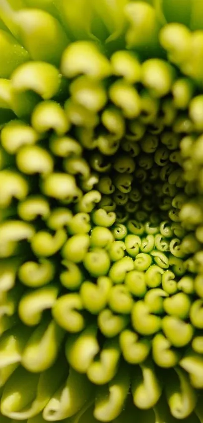 Close-up of vibrant green flower petals forming a spiral pattern.