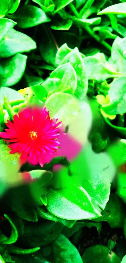 Green leaves with a bright pink flower centerpiece.