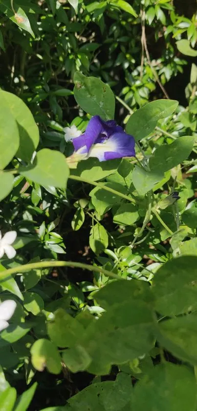 Vibrant green foliage with purple and white flowers.