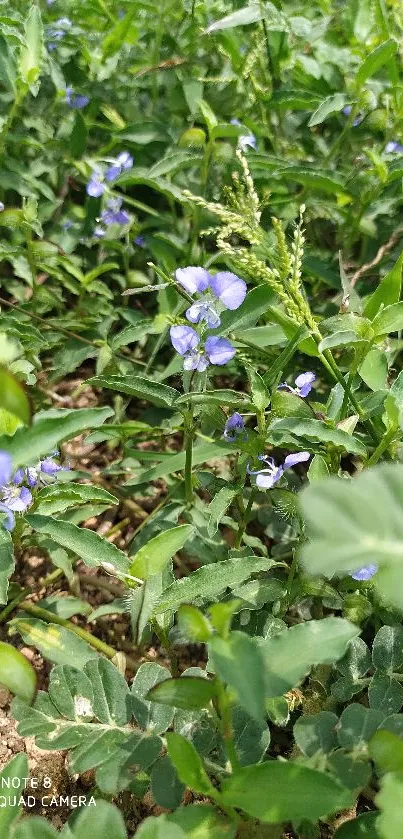 Lush green plants with small purple flowers in vibrant natural setting.