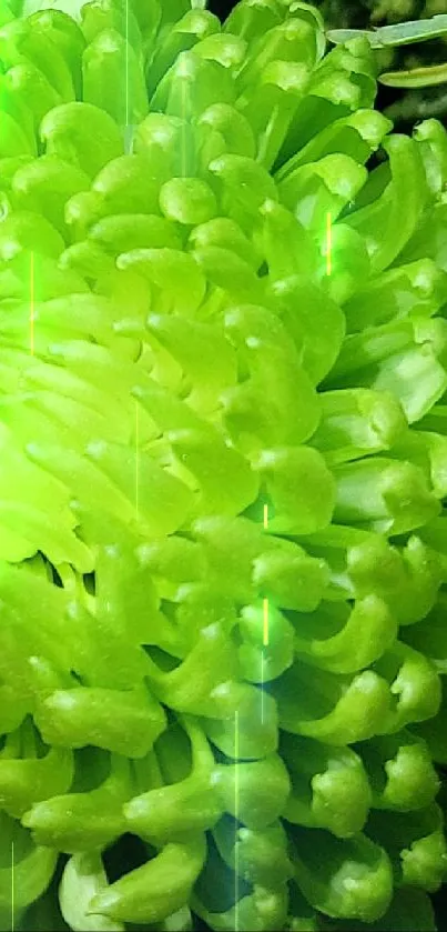 Vibrant green chrysanthemum close-up mobile wallpaper.