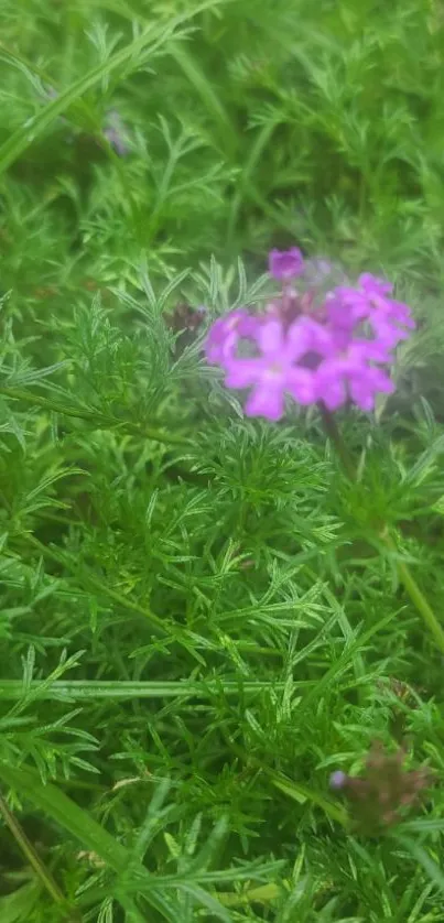 Lush green foliage with purple flowers in a tranquil nature scene.