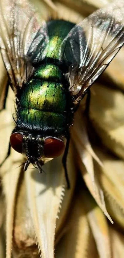 Close-up photograph of a vibrant green fly on a textured light background.