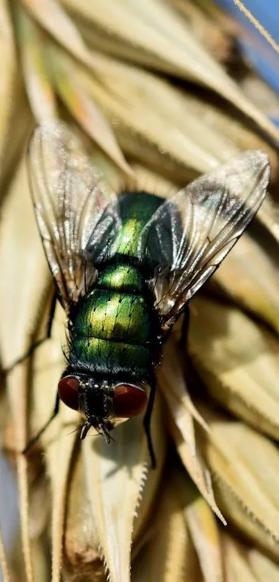 Close-up of a green fly on straw in vivid detail.