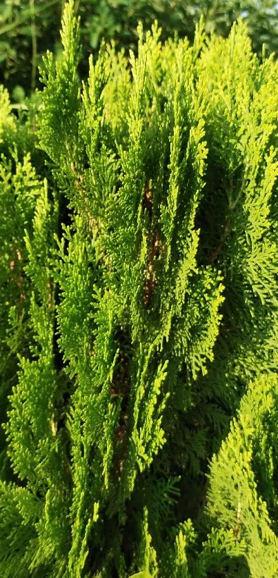 Vibrant green foliage with lush plants in sunlight.