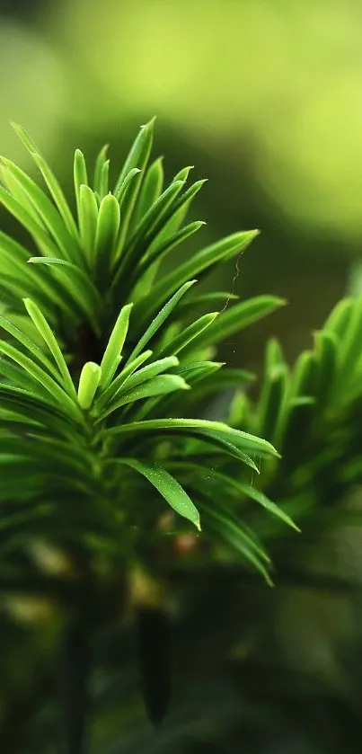 Close-up of vibrant green foliage with blurred background.