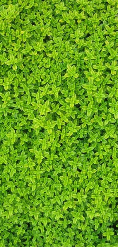 Vibrant green leaves creating a natural texture.