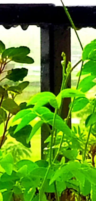 Lush green leaves against a window frame.