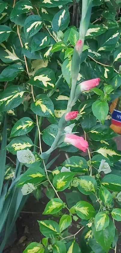 Green foliage with pink flowers in a lush garden setting.