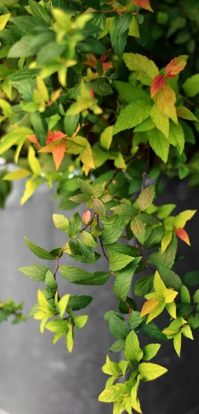 Vibrant green leaves in a gray pot.