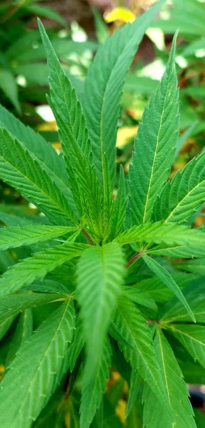 Close-up view of green cannabis leaves creating a lush, natural look.