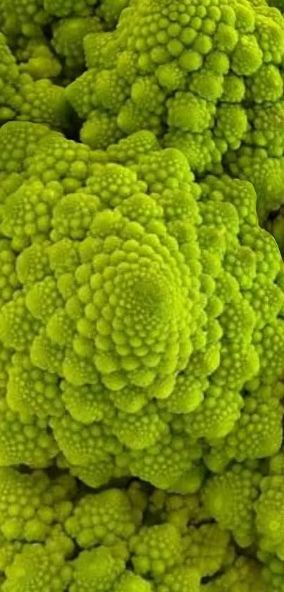 Vibrant green fractal pattern resembling nature.