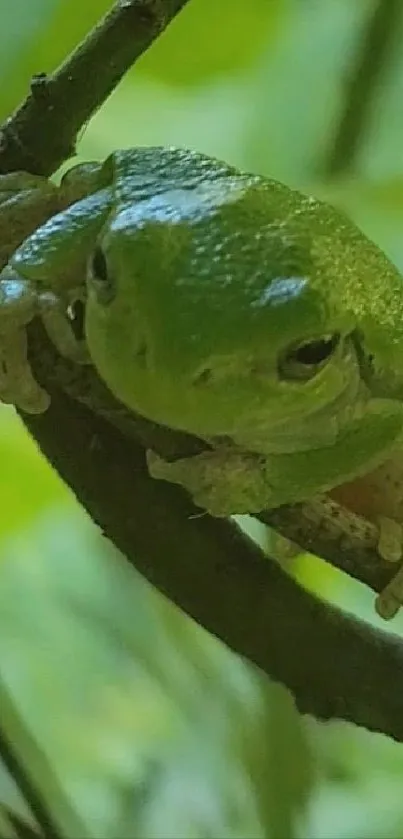 Close-up shot of a vibrant green frog on a branch.