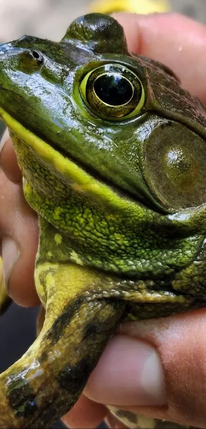 Close-up of a vibrant green frog being held gently in hand.