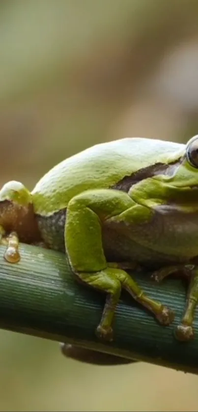 A vibrant green frog on a bamboo branch, perfect for a nature-themed mobile wallpaper.