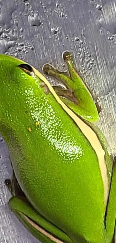 Close-up of vibrant green frog on wooden texture.