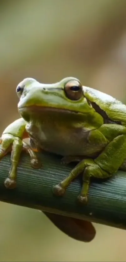 Green frog perched on bamboo stem, vibrant nature wallpaper.