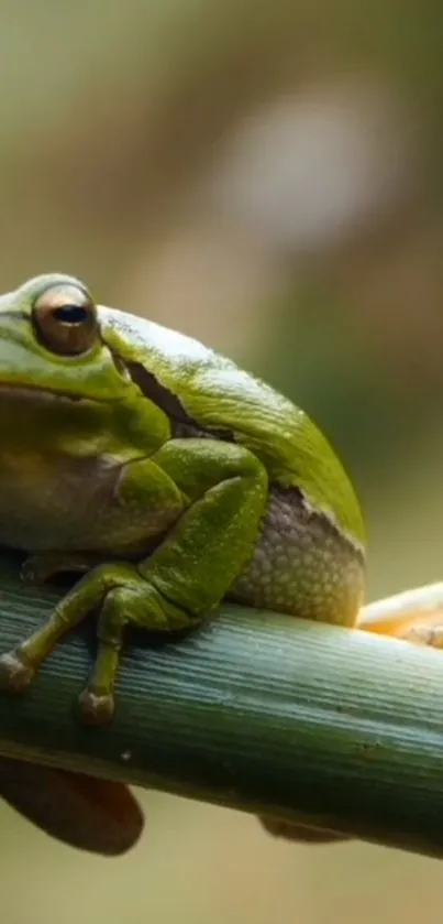 A vibrant green frog perched on a branch in a natural setting.