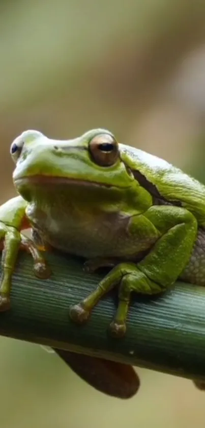 Close-up of a green frog on bamboo stalk, vibrant nature scene.