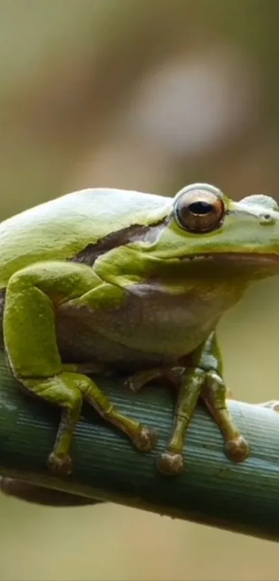 Green frog on a branch with a blurred background, ideal for phone wallpaper.