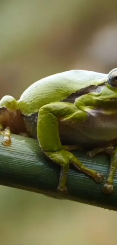 Close-up of a vibrant green frog perched on a branch, perfect for mobile wallpaper.