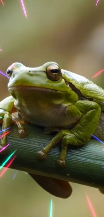 A green frog sits on a branch with colorful light bursts.