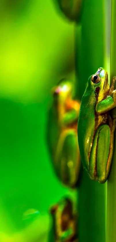 Close-up of a vibrant green frog on a leaf, perfect for phone wallpaper.