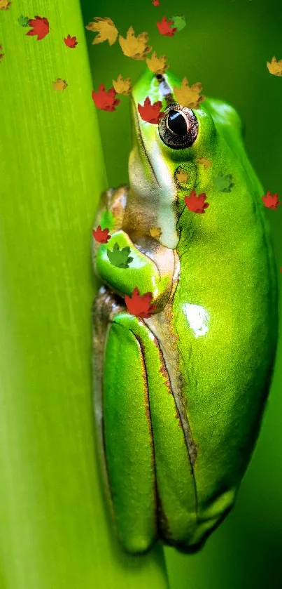 Close-up of a bright green frog on a leaf.