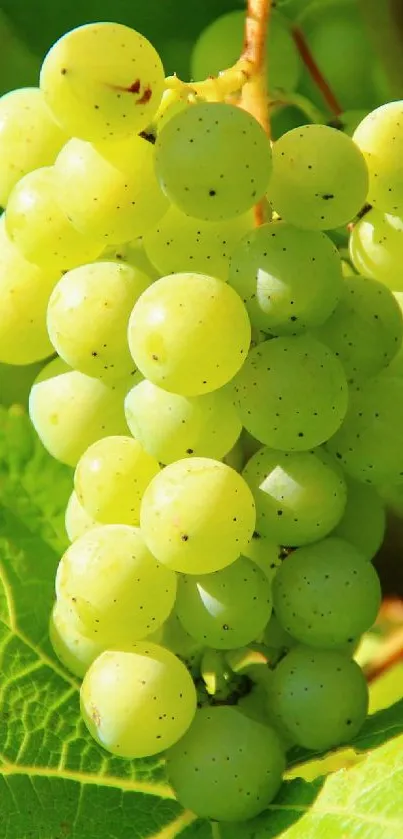 A vibrant cluster of green grapes in sunlight with lush leaves.