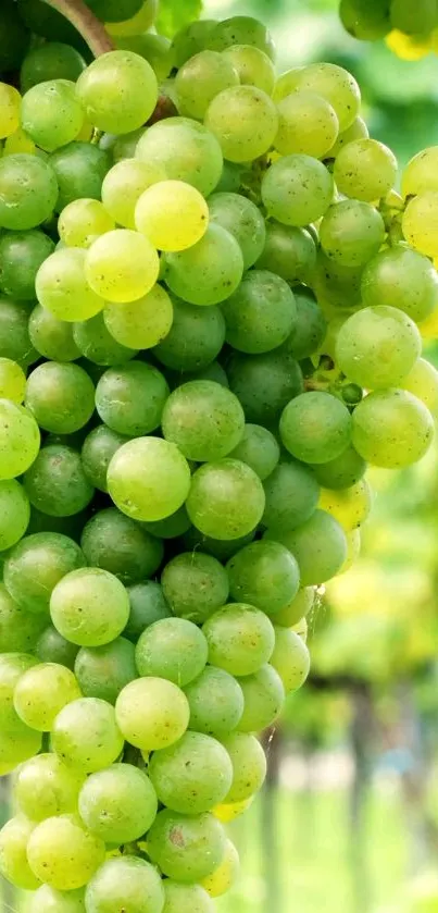 Cluster of lush green grapes hanging on a vine in natural sunlight.