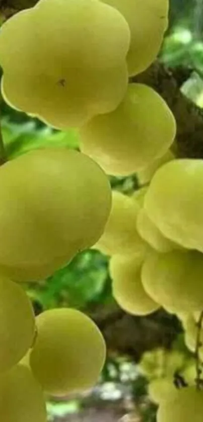 A cluster of sunlit green grapes hanging on a vine in natural surroundings.