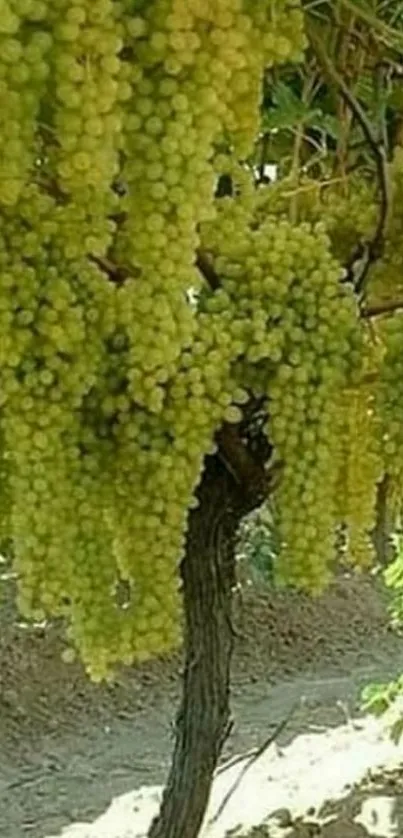 Lush green grape clusters on vine for wallpaper.