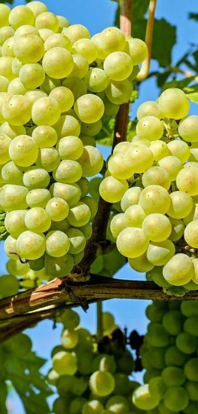 Green grapes hanging from vine under blue sky.