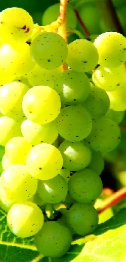 Green grapes with vibrant leaves in sunlight.