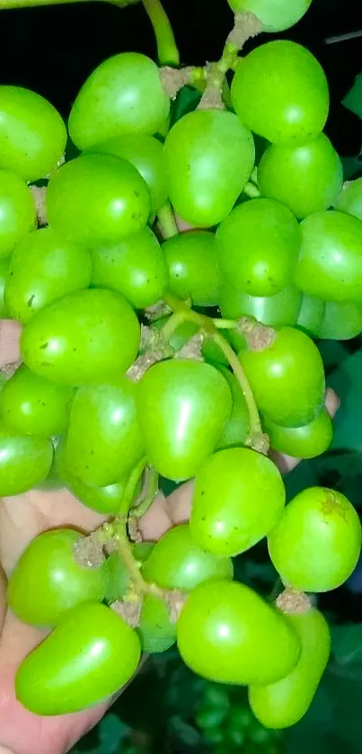 Hand holding vibrant green grapes cluster against dark background.