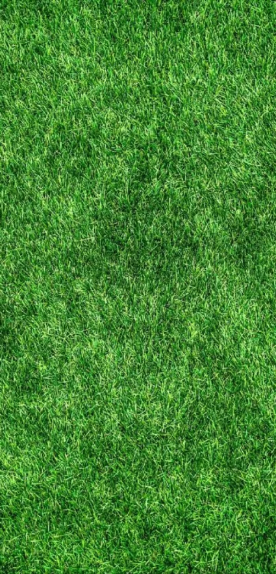 Green grass texture wallpaper for mobile background.