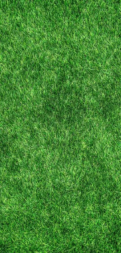 Vibrant green grass texture mobile wallpaper.