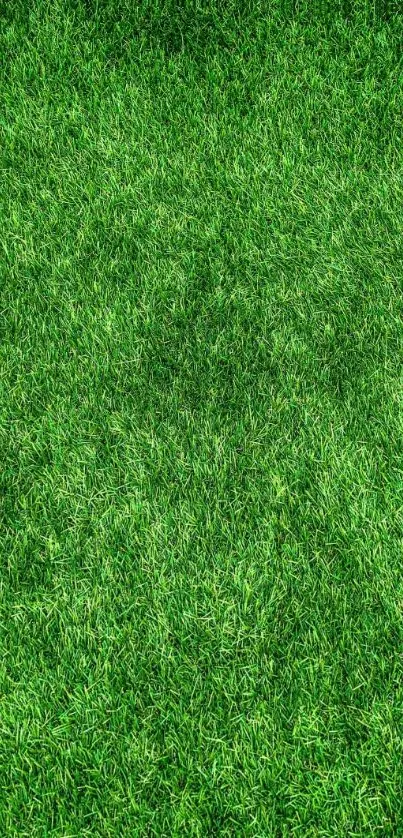 Lush green grass wallpaper for mobile.